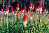 50 TORCH LILY Red Hot Poker / Tritoma / Kniphofia Uvaria Flower Seeds