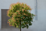 10 DWARF GOLDEN RAIN TREE Koelreuteria Paniculata Nana Yellow Flower Seeds