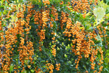 10 GOLDEN DEWDROP Duranta Erecta Repens Golden Foliage Blue Violet Purple White Flower Orange Ornamental Berry Shrub Seeds