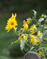 250 MAXIMILIAN (Prairie) SUNFLOWER Helianthus Maximiliani Flower Seeds