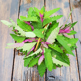 100 GIANT GOOSEFOOT Chenopodium Giganteum Purple Magenta Spreen Vegetable Seeds