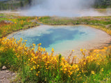 250 YELLOW MONKEY FLOWER Mimulus Grandiflorus Perennial Flower Seeds