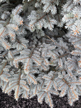 50 Colorado BLUE SPRUCE Tree Picea Pungens Glauca Christmas Tree White Silver Spruce Evergreen Seeds