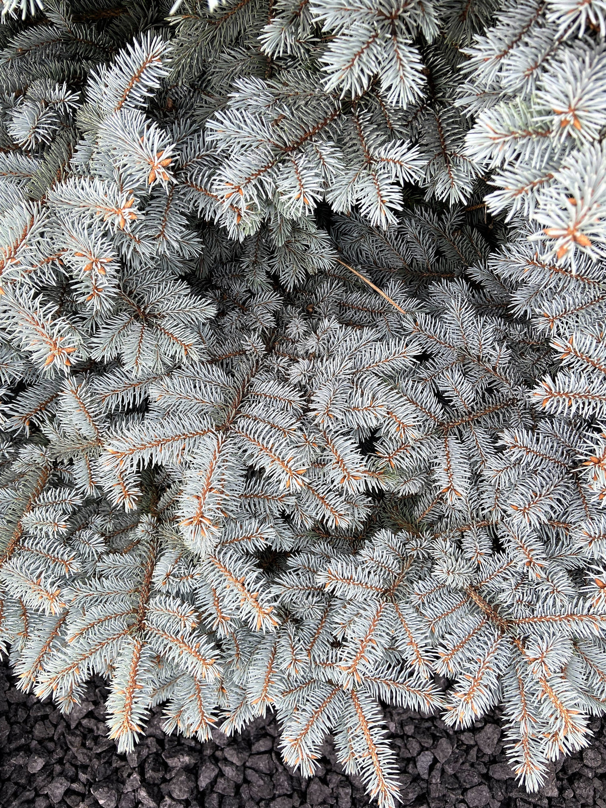 Grow Your Own CHRISTMAS TREE - Colorado Blue Spruce ( Picea Pungens Glauca ) Gift Packet of Tree Seeds
