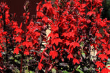 300 CARDINAL FLOWER LOBELIA Cardinalis Flower Seeds