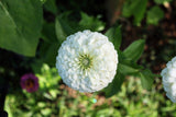 250 White POLAR BEAR ZINNIA Elegans Flower Seeds