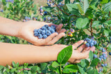 50 Northern HIGHBUSH BLUEBERRY BUSH Vaccinium Fruit Shrub Blue Berry White Flower Seeds