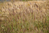300 Ornamental BIG BLUESTEM GRASS Beardgrass Andropogon Gerardii Seeds