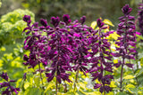 20 BRIGHT PURPLE SALVIA Splendens Scarlet Sage Flower Seeds