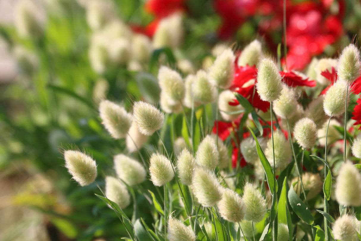 100 BUNNY TAILS GRASS (Hares Tail) Ornamental Lagurus Ovatus Seeds
