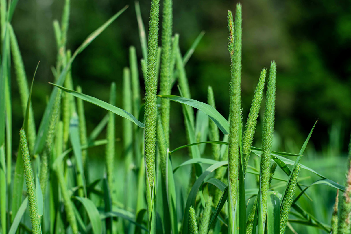 500 DERBY TIMOTHY GRASS Ornamental Phleum Pratense Seeds
