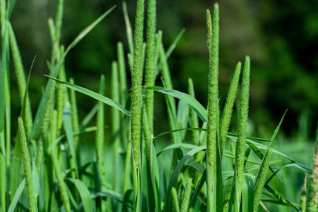 500 DERBY TIMOTHY GRASS Ornamental Phleum Pratense Seeds