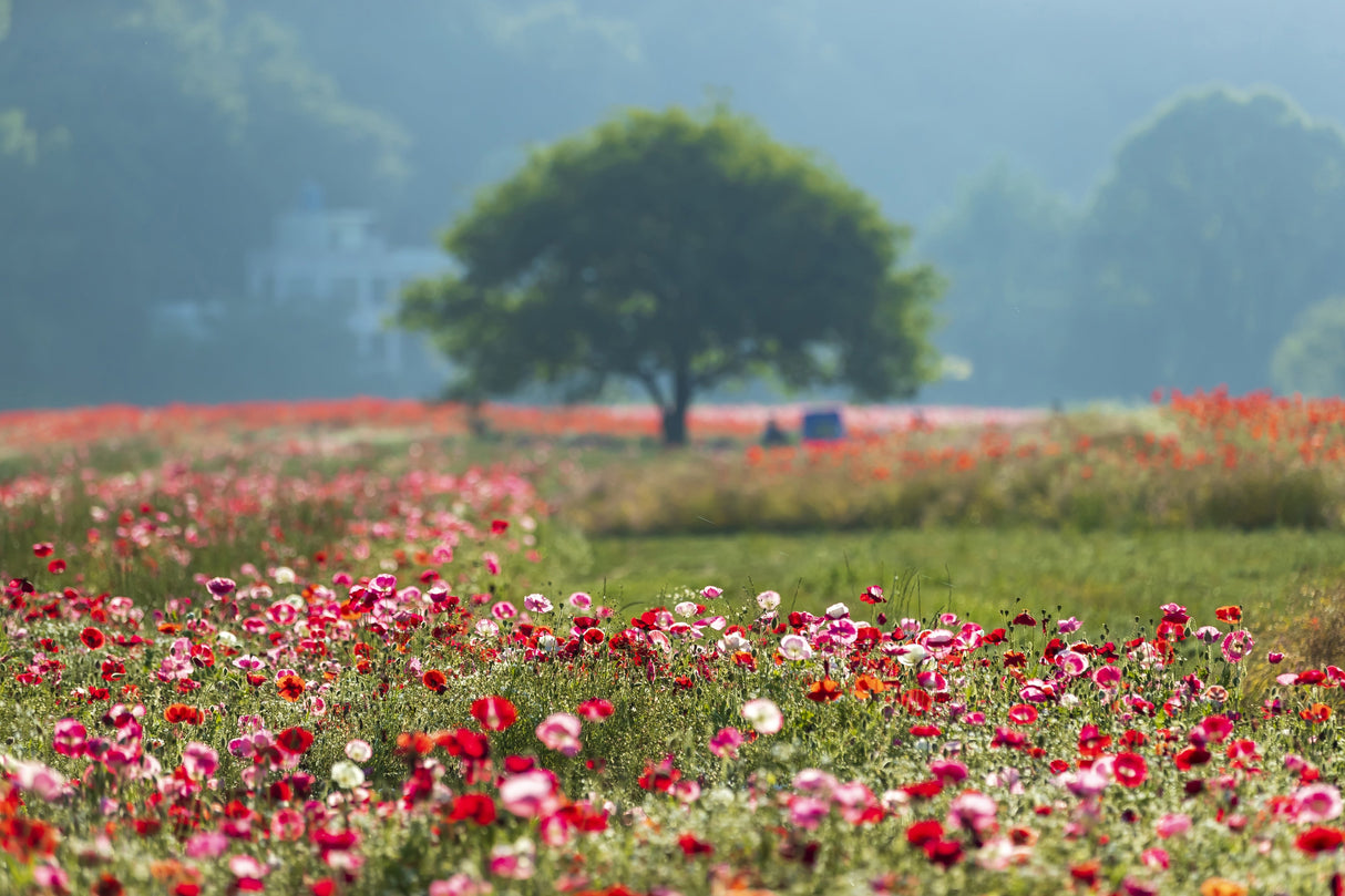 1000 MIXED Colors ORIENTAL POPPY Papaver Orientale Flower Seeds