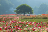 1000 MIXED Colors ORIENTAL POPPY Papaver Orientale Flower Seeds