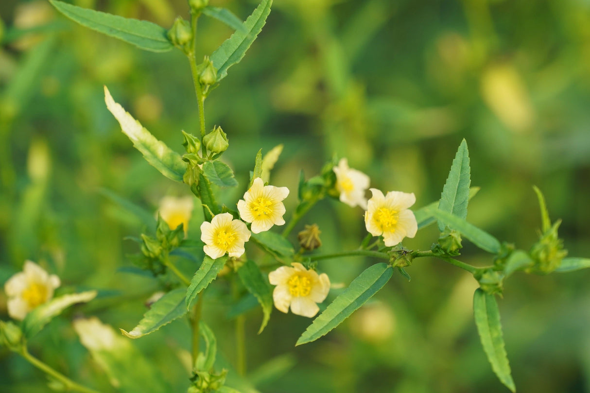 100 COUNTRY MALLOW (Bala / Flannel Weed) Sida Cordifolia Flower Seeds