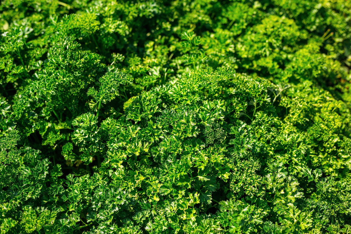 1500 TRIPLE CURLED PARSLEY Petroselinum Hortensis Herb Vegetable Seeds