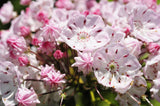 50 MOUNTAIN LAUREL White Pink Red Kalmia Latifolia Shrub Bush Seeds
