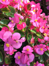 25 Rose PINK WAX BEGONIA Semperflorens Fibrous Shade Flower Seeds