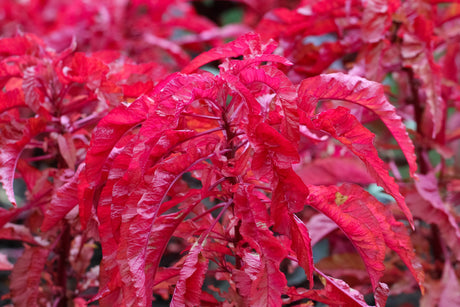 100 Tricolor EARLY SPLENDOR AMARANTHUS Hypochondricus Flower Seeds