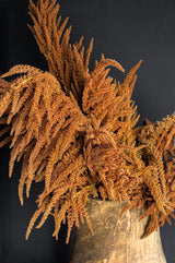100 Organic HOT BISCUITS AMARANTHUS Cruentus Coppery Bronze Plumes Flower Seeds