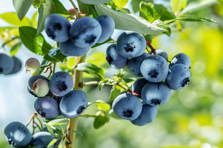 50 Northern HIGHBUSH BLUEBERRY BUSH Vaccinium Fruit Shrub Blue Berry White Flower Seeds