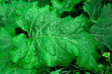 200 Great BURDOCK Arctium Lappa (Edible Burdock / Cockle-Button / Beggar's Buttons) HERB Flower Seeds