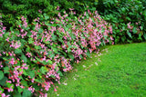500 BULK HARDY BEGONIA Grandis Rose Pink Perennial Sun - Shade Flower Seeds