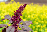250 BURGUNDY AMARANTHUS Hypochondriacus Amaranth Grain Vegetable Flower Seeds
