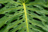 5 Organic SPLIT LEAF PHILODENDRON Monstera Deliciosa Swiss Cheese Plant Vine Seeds