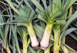 800 AMERICAN FLAG LEEK (Large Leek) Allium Porrum Vegetable Seeds