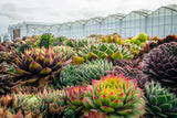 25 MIXED HENS & CHICKS Chickens Succulent (Live Forever) Sempervivum Flower Seeds