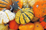 30 MIXED GOURD Lagenaria Siceraria Seeds