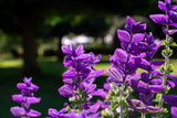 50 BLUE Monday CLARY SAGE Salvia Viridis Horminum Herb Flower Seeds