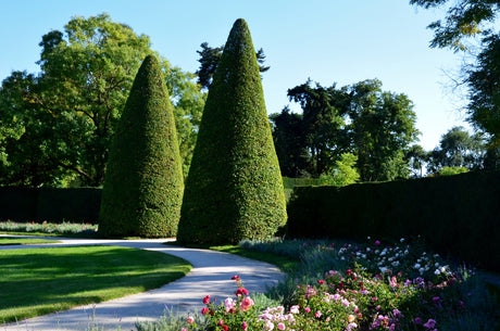 10 ENGLISH YEW Taxus Baccata Tree Shrub Conifer Sun or Shade Red Ornamental Berry Seeds