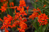 10 RED LUCIFER CROCOSMIA Crocosmia Masoniorum Flower Seeds