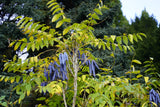 7 BLUE SAUSAGE FRUIT Edible & Ornamental Decaisnea Fargesii Tree Shrub Seeds