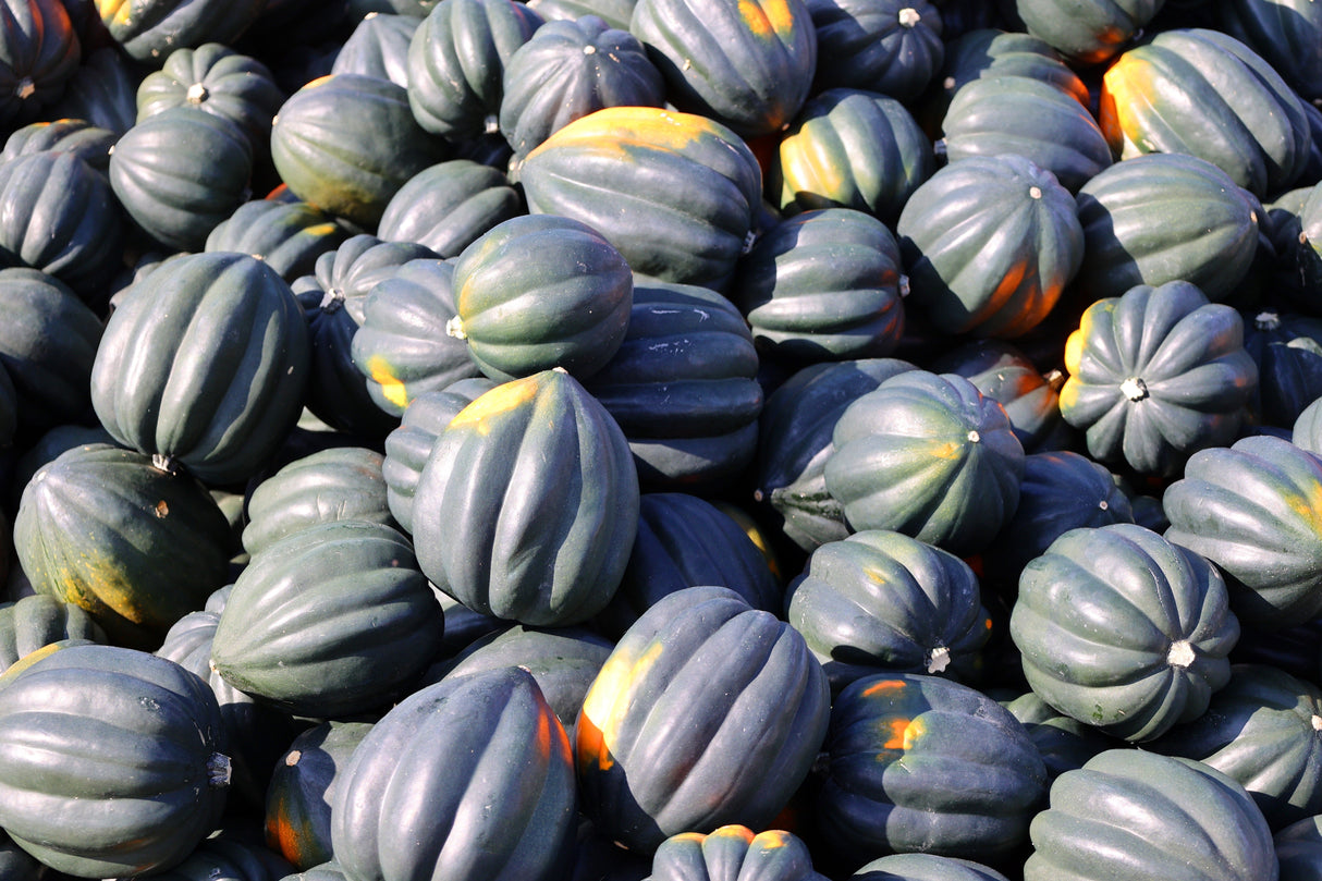 50 Table Queen ACORN SQUASH Winter Cucurbita Pepo Vegetable Seeds