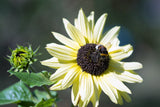 25 ITALIAN WHITE SUNFLOWER Helianthus Debilis Flower Seeds
