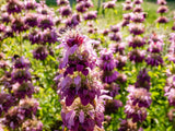 2000 BEE BALM Lemon MINT Monarda Citriodora Herb Purple Flower Seeds