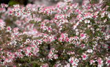 100 LADY In BLACK Calico ASTER Aster Lateriflorus Flower Seeds