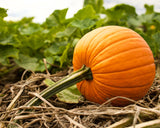 50 SPOOKIE PUMPKIN aka Deep Sugar Pie Pumpkin Cucurbita Pepo Vegetable Seeds