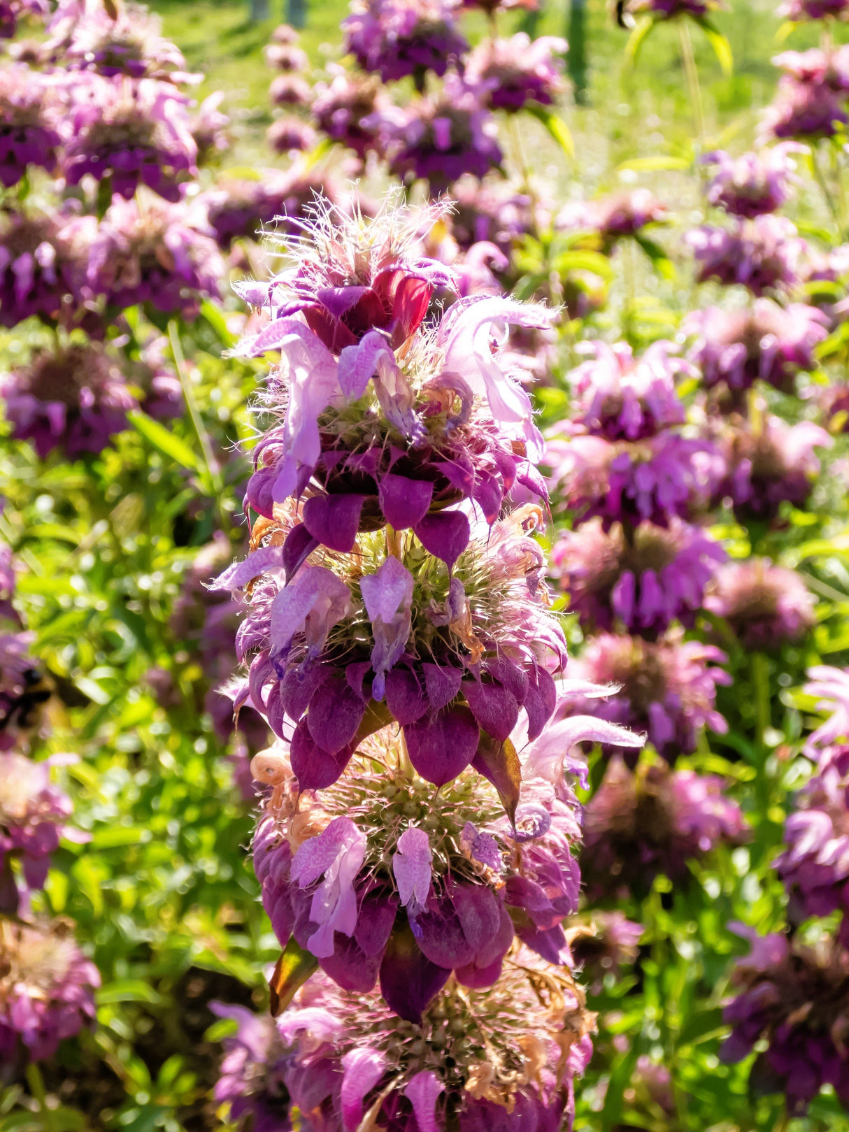 2000 BEE BALM Lemon MINT Monarda Citriodora Herb Purple Flower Seeds
