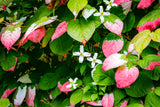 20 Variegated ARCTIC BEAUTY KIWI Fruit Edible Actinidia Kolomikta Vine Seeds