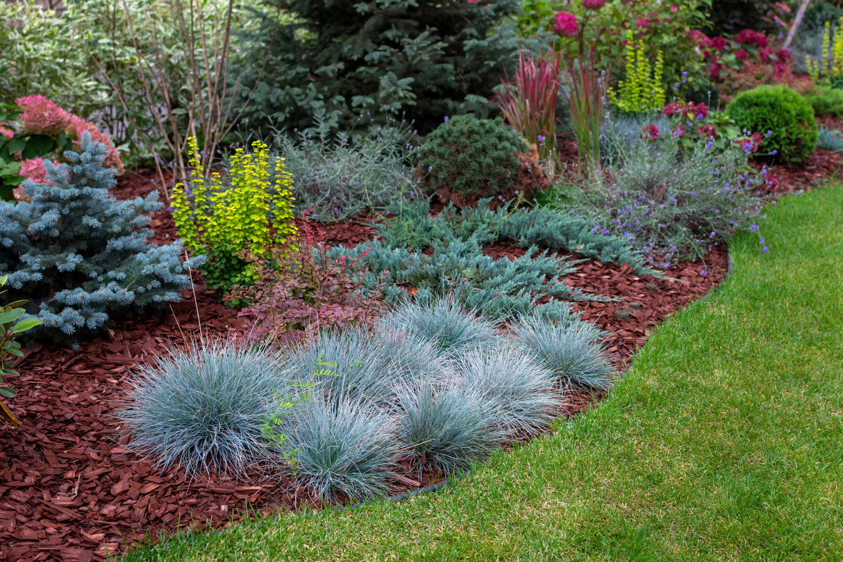 100 BLUE Sheeps FESCUE GRASS Festuca Ovina Glauca Cinerea Seeds