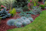 100 BLUE Sheeps FESCUE GRASS Festuca Ovina Glauca Cinerea Seeds