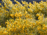 50 Yellow FEATHERY Silver CASSIA Green Senna Artemisioides Seeds