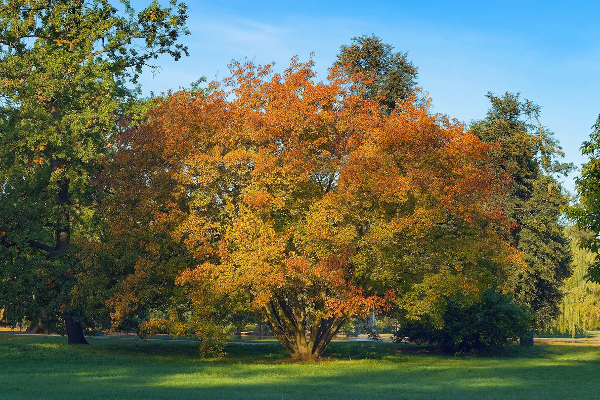 25 SIBERIAN MAPLE TREE Acer Ginnala Seeds - Red Fall Foliage