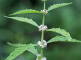 20 WATER HOREHOUND Lycopus Americanus American Bugleweed Herb Flower Seeds