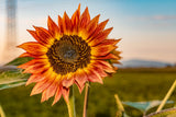100 Mixed EVENING COLORS SUNFLOWER Helianthus Annuus Orange Red Gold Flower Seeds