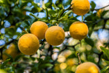 5 HARDY ORANGE TREE Trifoliate Citrus Trifoliata Poncirus Fruit White Flower Seeds